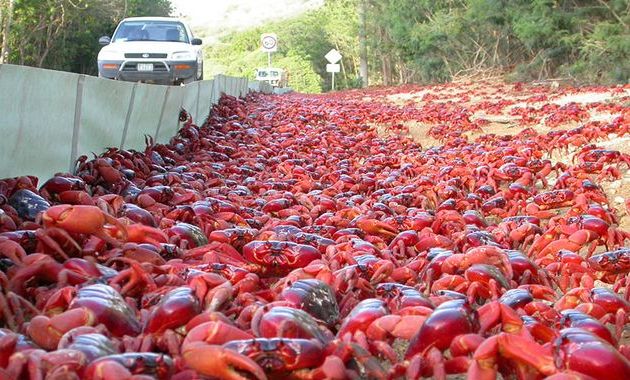 kepiting merah pulau christmas